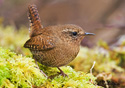 Troglodytes paciﬁcus 